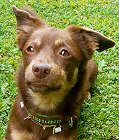Krümel
