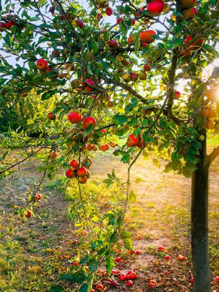 apfelbaum Testament und Vermächtnis für Kinderhospiz