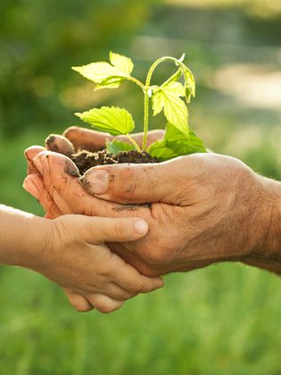 pflanze-haende-web Testament und Vermächtnis für Kinderhospiz